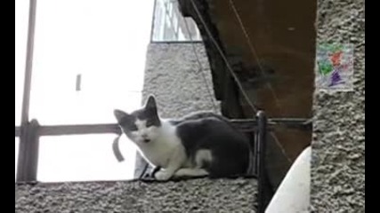 Вечно учудена шуменска котка