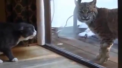 Безстрашна Котка срещу Рис