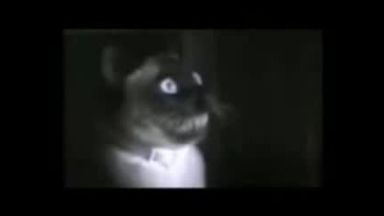 Funny Cats 3