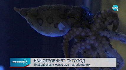 Най-отровният октопод в света вече е в Пловдив (ВИДЕО+СНИМКИ)