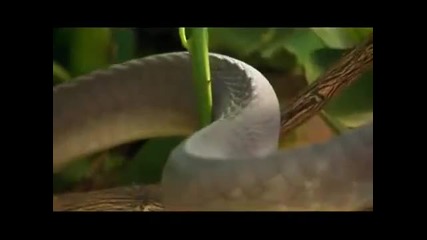 Animals Africa National Geographic