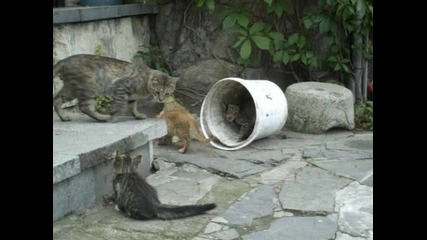 Малки сладки котенца
