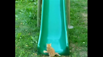 Котка на пързалка
