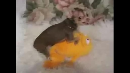 Луд! пинчер прави секс със жълта жаба и се зъби :d