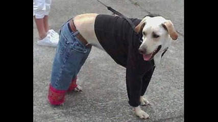 кучето човек 