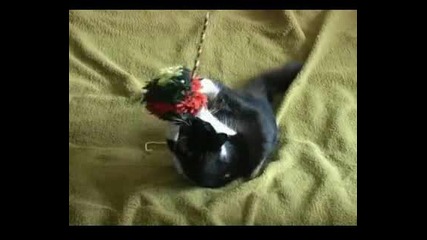 Котешки Туист.avi