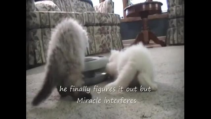 Забавни котенца...