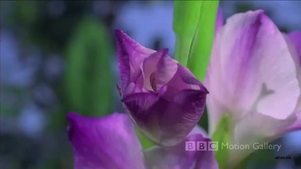Emotional Chill Out Music Touch - Full Bloom with Drop of Water 