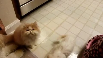 Котета искат храна