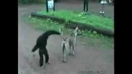Смях!!! Маймуна се Закача Яко с Куче..