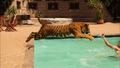 Плуване с тигър !