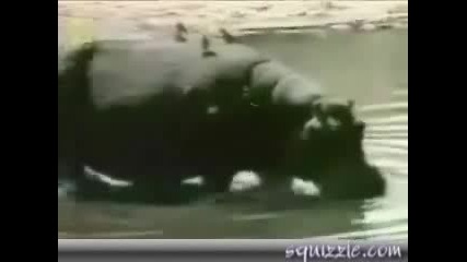 Hippo Tries To Save