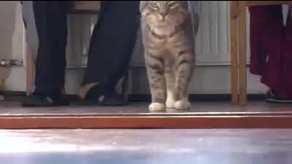 Тигър в дома