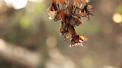 Save Our Beautiful Nature