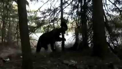 Мечка се катери по дърво, за да отиде при малкото си !