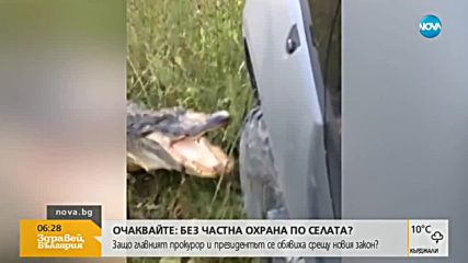 Крокодил нападна кола, откъсна предницата й