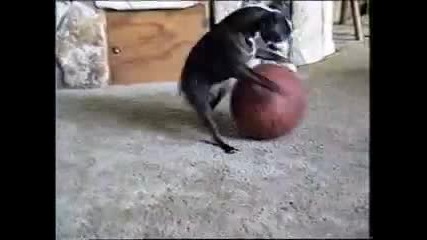 Куче баскетболист