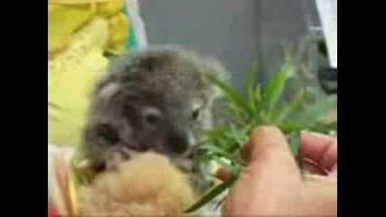 хранене на коала