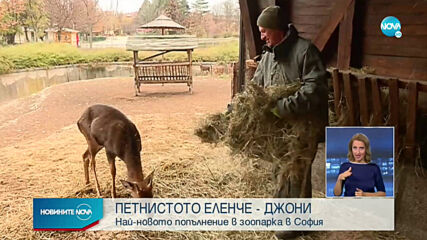 Петнисто еленче - най-новото попълнение в зоопарка в София