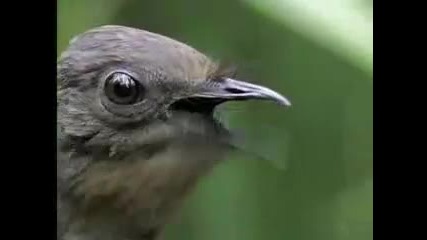 Amazing Bird sounds from the lyre bird - David Attenborough