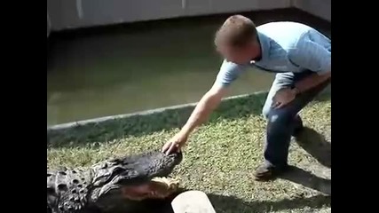 Не бъркай в устата на крокодила 