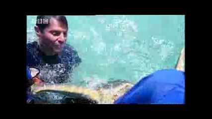 Tagging and surfing with a sea turtle! Extreme animals - Bbc wildlife