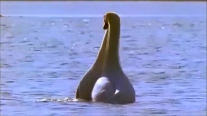 Лара Фабиан - Любовь Уставших Лебедей