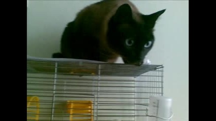 My Sweet Cat