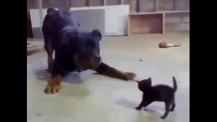 Безстрашно котенце срещу куче