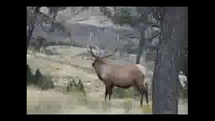 Bull Elk Bugle.
