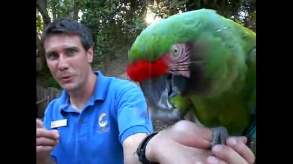 Забавен папагал ! 