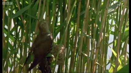 Cuckoo hijacks warbler nest - Natural World - Bbc 