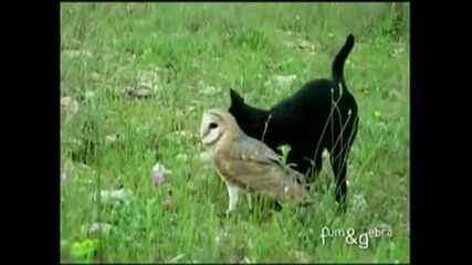 Kотка и сова приятели