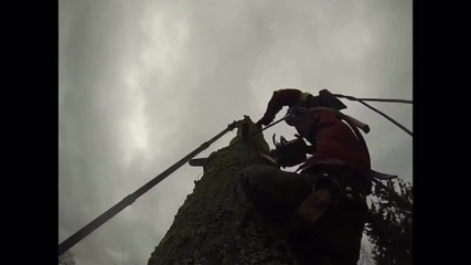 Екстремно рязане на дървета с моторна резачка