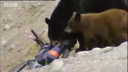 Bear Feeding Overdrive - Bears on the Black Run - Bbc wildlife 
