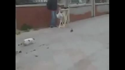 Очаяна котка! - смях 