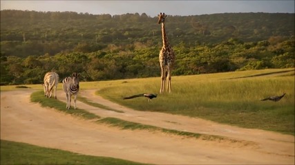Animals in the park [clipnabber.com]