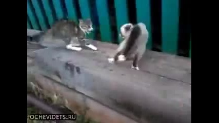 Куче и две ежещи се котки