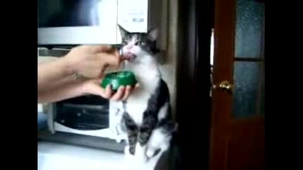 Котка В Транс