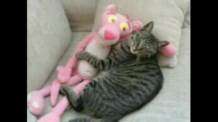 Very Funny Dogs Part 4