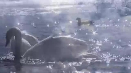 Alexander Kulish - Swan Lake 