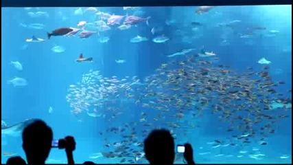 Много красив Аквариум в Япония :) 