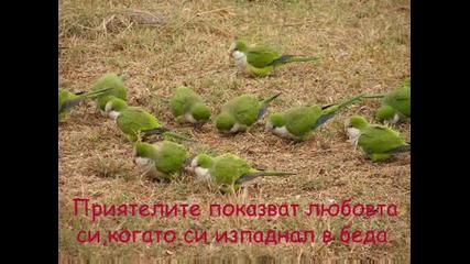 za priqtelstvoto
