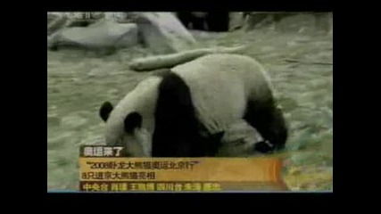 National Geographic - Baby Pandas Moved To New Home