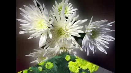 Кабриолет - Хризантемы