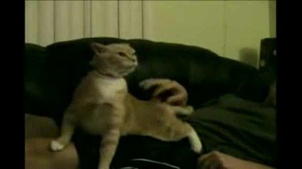 Шашава котка...