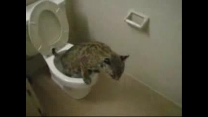 Cat - Uses - The Toilet