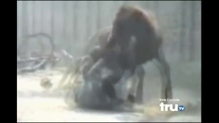 Animal Attack - Horse Attacks Guy in Retaliation