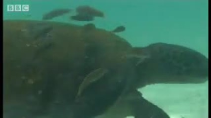 Green turtle breath - holding skill - Dive Galapagos - Bbc wildlife 