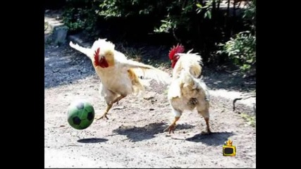 Щастливи кокошки-господари на ефира